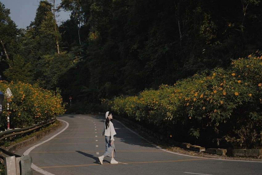 Cuối tuần lên Ba Vì, đắm chìm trong sắc vàng dã quỳ Cuối tuần lên Ba Vì, đắm chìm trong sắc vàng dã quỳ