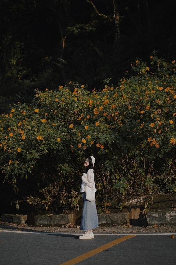 Cuối tuần lên Ba Vì, đắm chìm trong sắc vàng dã quỳ Cuối tuần lên Ba Vì, đắm chìm trong sắc vàng dã quỳ