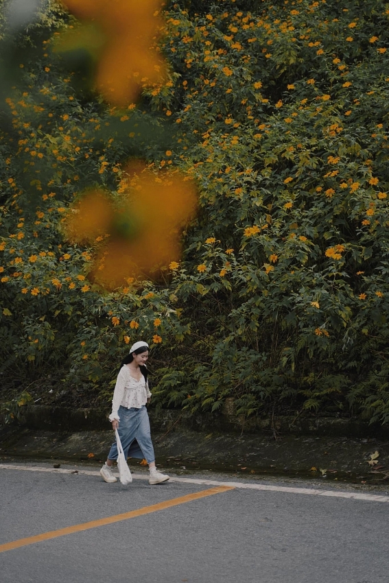 Cuối tuần lên Ba Vì, đắm chìm trong sắc vàng dã quỳ Cuối tuần lên Ba Vì, đắm chìm trong sắc vàng dã quỳ