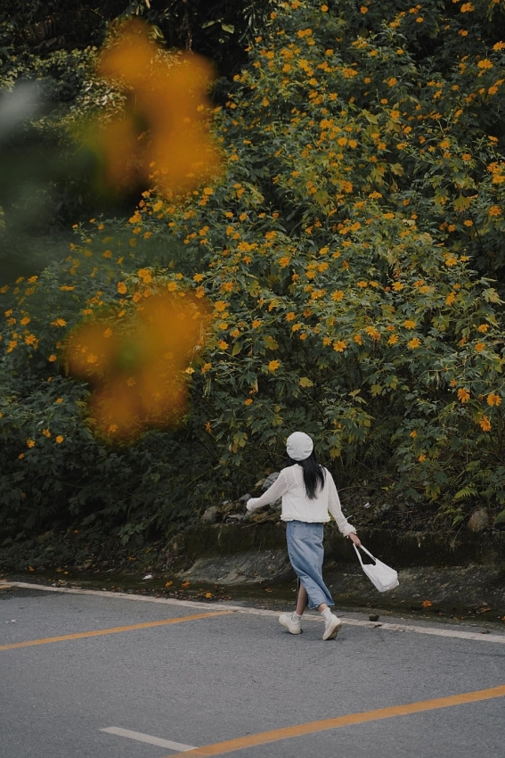 Cuối tuần lên Ba Vì, đắm chìm trong sắc vàng dã quỳ Cuối tuần lên Ba Vì, đắm chìm trong sắc vàng dã quỳ
