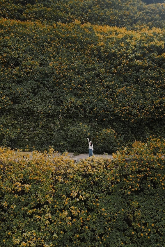 Cuối tuần lên Ba Vì, đắm chìm trong sắc vàng dã quỳ Cuối tuần lên Ba Vì, đắm chìm trong sắc vàng dã quỳ