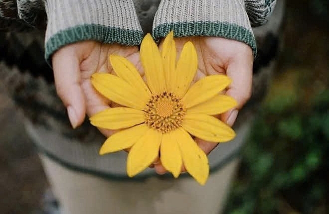 Cuối tuần lên Ba Vì, đắm chìm trong sắc vàng dã quỳ Cuối tuần lên Ba Vì, đắm chìm trong sắc vàng dã quỳ