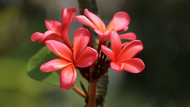 Tử vi tuần mới (10-16/11/2025): Tuổi Mùi nguồn thu đa dạng, tuổi Ngọ chủ động vượt khó