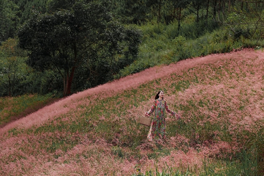 Check-in Đà Lạt mùa cỏ hồng trải nghiệm du lịch không thể bỏ lỡ cuối năm Check-in Đà Lạt mùa cỏ hồng trải nghiệm du lịch không thể bỏ lỡ cuối năm