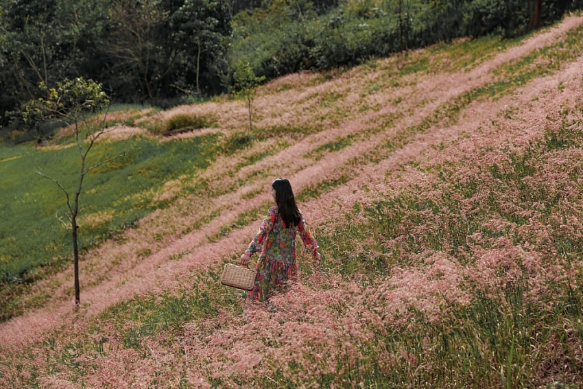 Check-in Đà Lạt mùa cỏ hồng trải nghiệm du lịch không thể bỏ lỡ cuối năm Check-in Đà Lạt mùa cỏ hồng trải nghiệm du lịch không thể bỏ lỡ cuối năm