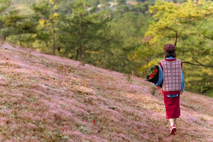 Check-in Đà Lạt mùa cỏ hồng trải nghiệm du lịch không thể bỏ lỡ cuối năm Check-in Đà Lạt mùa cỏ hồng trải nghiệm du lịch không thể bỏ lỡ cuối năm