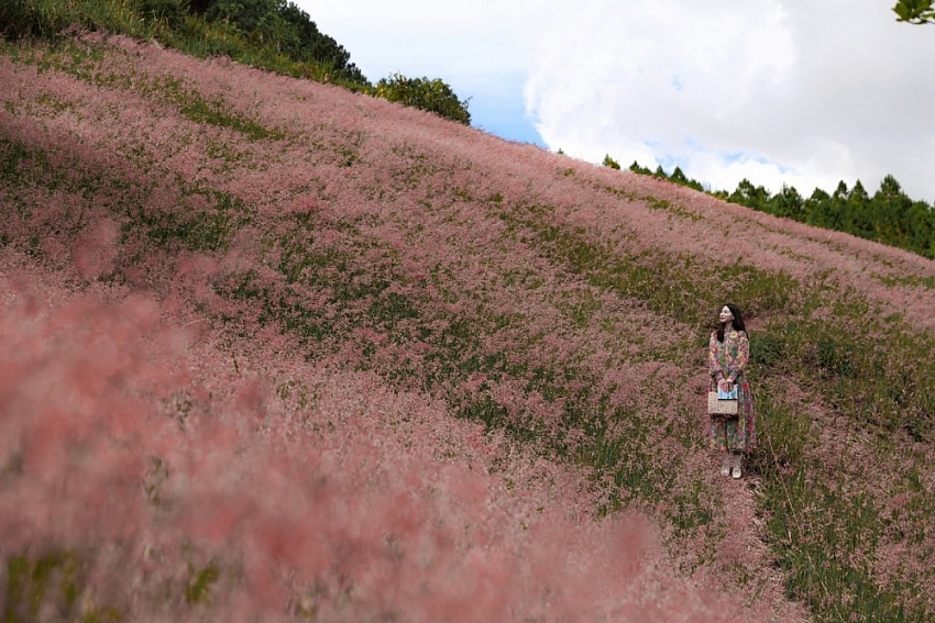 Check-in Đà Lạt mùa cỏ hồng trải nghiệm du lịch không thể bỏ lỡ cuối năm Check-in Đà Lạt mùa cỏ hồng trải nghiệm du lịch không thể bỏ lỡ cuối năm