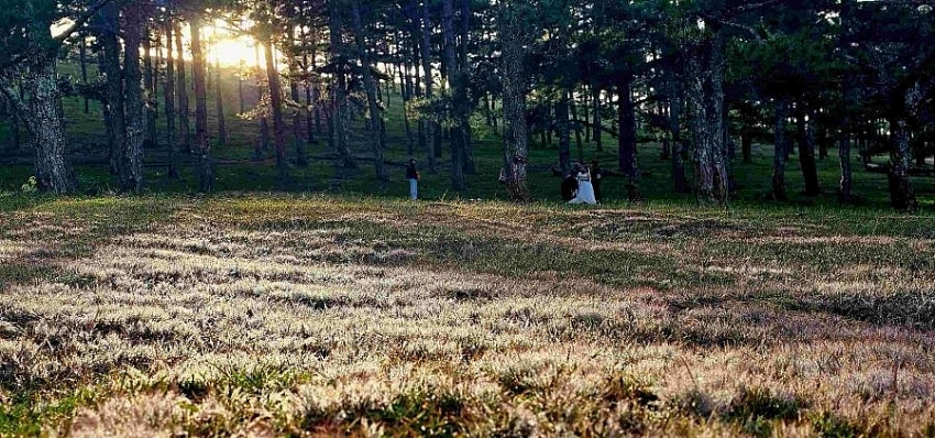 Check-in Đà Lạt mùa cỏ hồng trải nghiệm du lịch không thể bỏ lỡ cuối năm Check-in Đà Lạt mùa cỏ hồng trải nghiệm du lịch không thể bỏ lỡ cuối năm