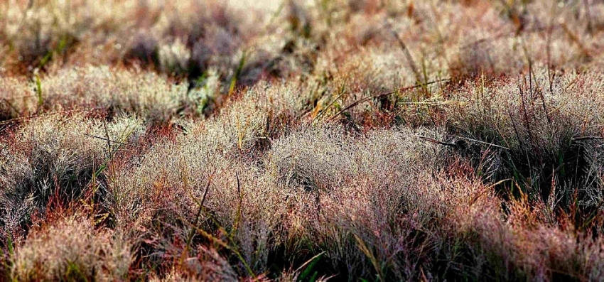 Check-in Đà Lạt mùa cỏ hồng trải nghiệm du lịch không thể bỏ lỡ cuối năm Check-in Đà Lạt mùa cỏ hồng trải nghiệm du lịch không thể bỏ lỡ cuối năm