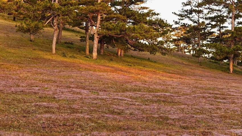 Check-in Đà Lạt mùa cỏ hồng trải nghiệm du lịch không thể bỏ lỡ cuối năm Check-in Đà Lạt mùa cỏ hồng trải nghiệm du lịch không thể bỏ lỡ cuối năm