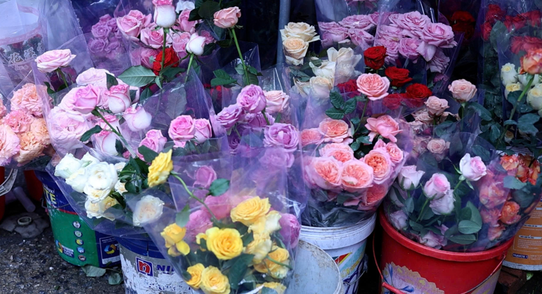 Hà Nội: Thời tiết bất lợi khiến thị trường hoa tươi 20/11 khan hiếm Hà Nội: Thời tiết bất lợi khiến thị trường hoa tươi 20/11 khan hiếm