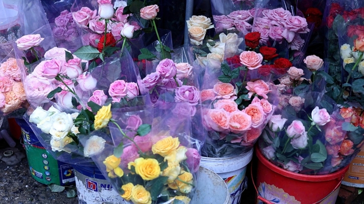 Hà Nội: Thời tiết bất lợi khiến thị trường hoa tươi 20/11 khan hiếm