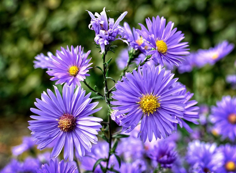 Tử vi tuần mới (24-30/11/2025): Tuổi Tuất tinh thần lạc quan, tuổi Tỵ thành tựu tự hào