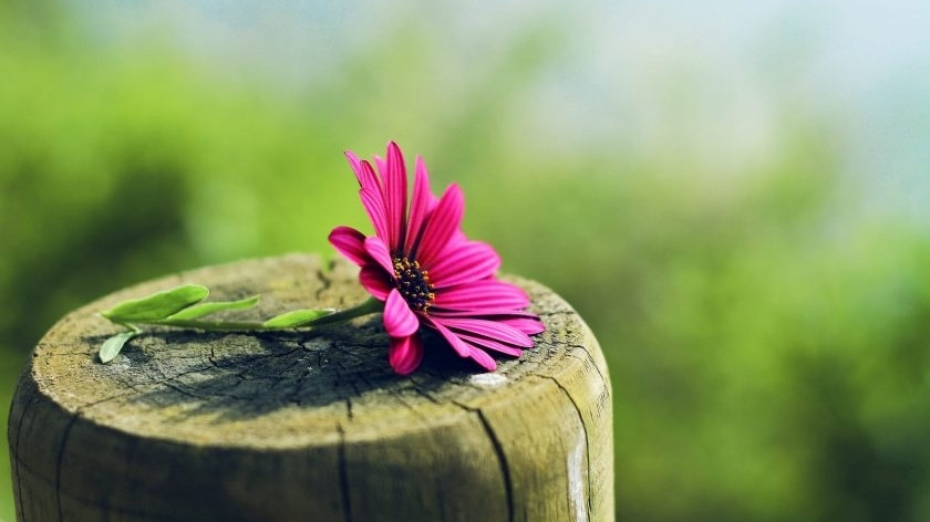 Tử vi tuần mới (24-30/11/2025): Tuổi Tuất tinh thần lạc quan, tuổi Tỵ thành tựu tự hào