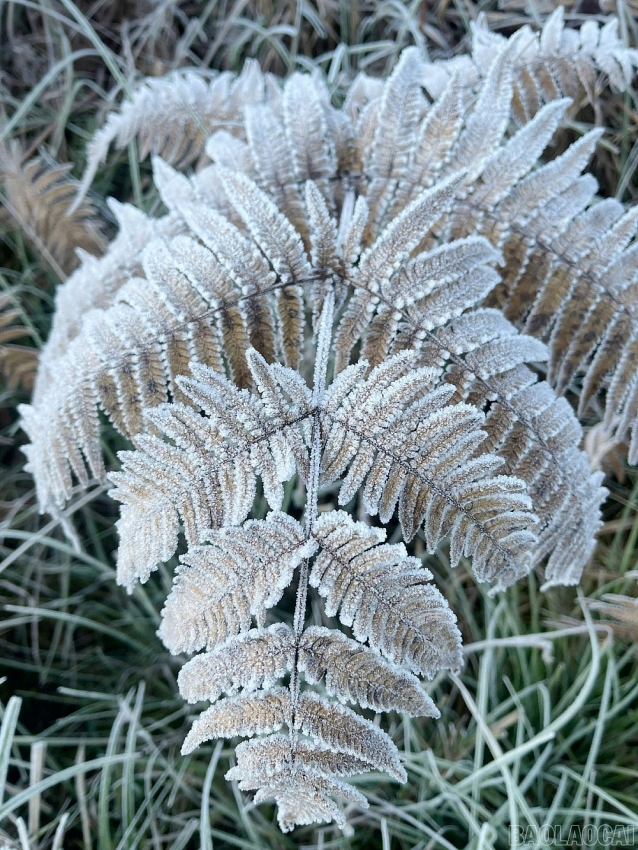 Y Tý xuất hiện băng giá, rừng núi hóa thành 'miền cổ tích' buổi sớm Y Tý xuất hiện băng giá, rừng núi hóa thành 'miền cổ tích' buổi sớm