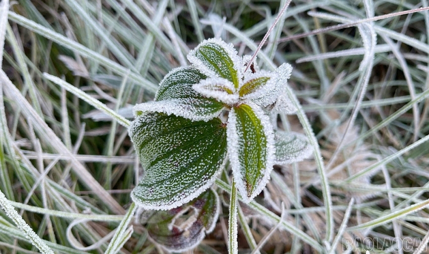 Y Tý xuất hiện băng giá, rừng núi hóa thành 'miền cổ tích' buổi sớm Y Tý xuất hiện băng giá, rừng núi hóa thành 'miền cổ tích' buổi sớm