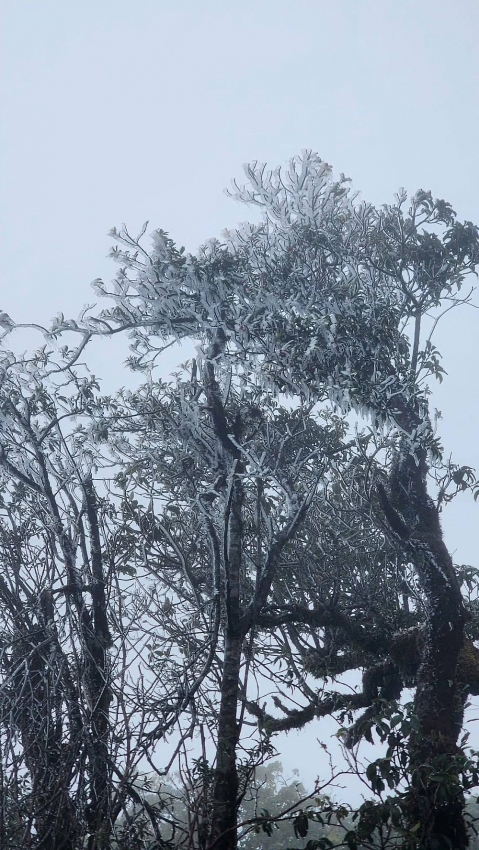 Y Tý xuất hiện băng giá, rừng núi hóa thành 'miền cổ tích' buổi sớm Y Tý xuất hiện băng giá, rừng núi hóa thành 'miền cổ tích' buổi sớm