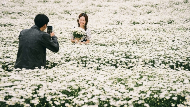 Cúc họa mi Hà Nội nở rộ, hút các nàng thơ check-in mùa đông