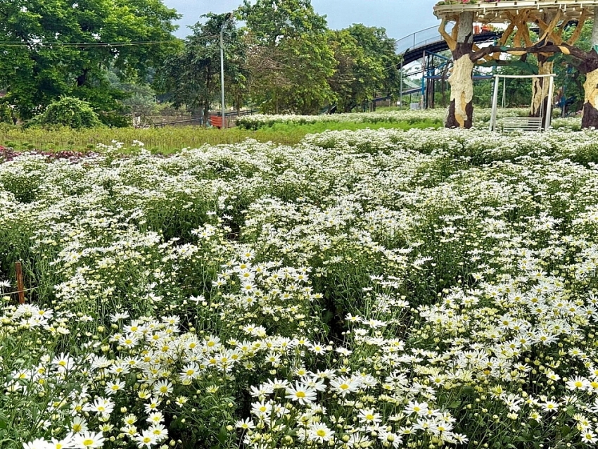 Cúc họa mi Hà Nội nở rộ, hút các nàng thơ check-in mùa đông
