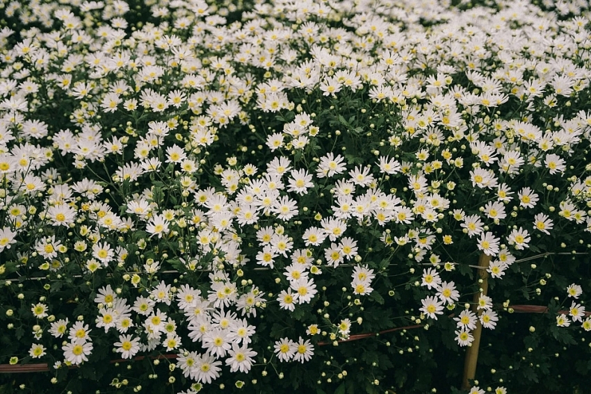 Cúc họa mi Hà Nội nở rộ, hút các nàng thơ check-in mùa đông