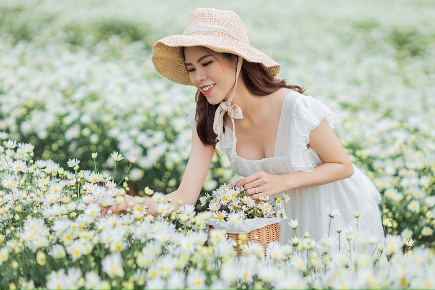 Cúc họa mi Hà Nội nở rộ, hút các nàng thơ check-in mùa đông