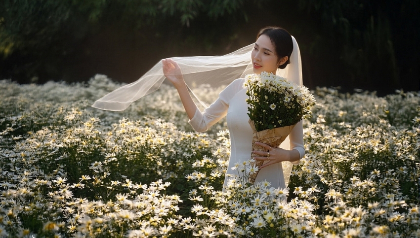 Cúc họa mi Hà Nội nở rộ, hút các nàng thơ check-in mùa đông