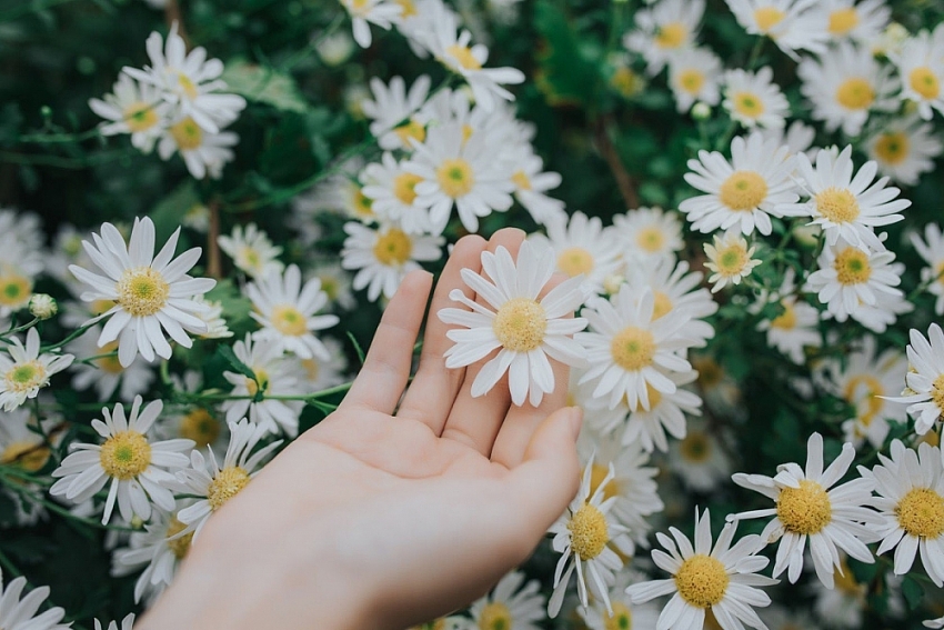 Cúc họa mi Hà Nội nở rộ, hút các nàng thơ check-in mùa đông