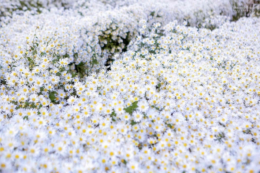 Cúc họa mi Hà Nội nở rộ, hút các nàng thơ check-in mùa đông