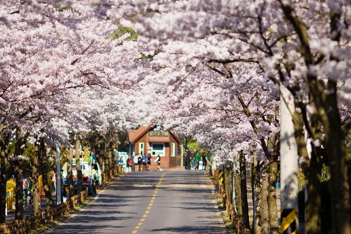 Lộng lẫy sắc hoa anh đào Hàn Quốc
