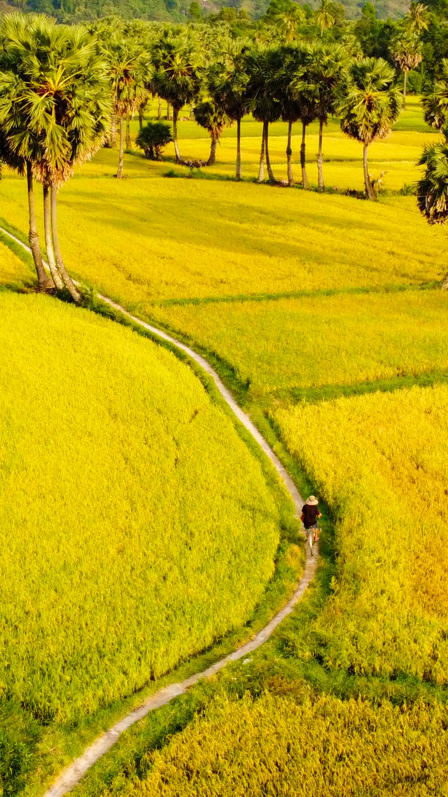 Về An Giang ngắm mùa vàng bất tận trên cánh đồng Tà Pạ