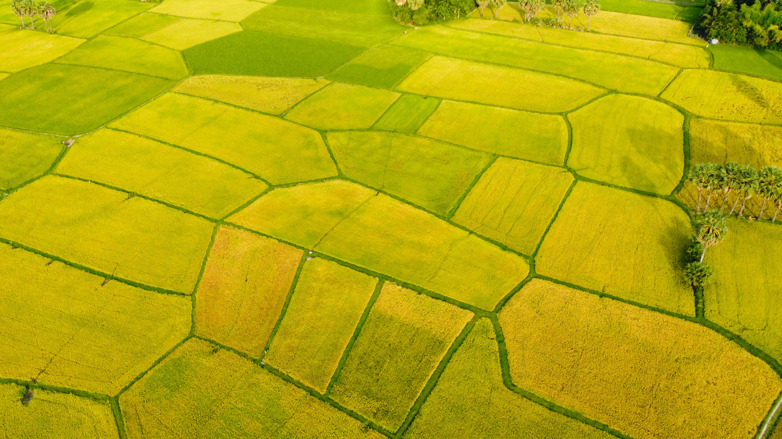 Về An Giang ngắm mùa vàng bất tận trên cánh đồng Tà Pạ