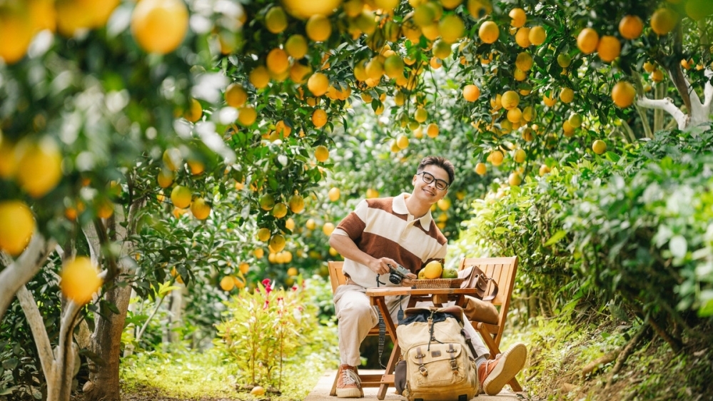 Cam rốn chín vàng trên triền đồi Mộc Châu, hút khách tới 'săn' ảnh