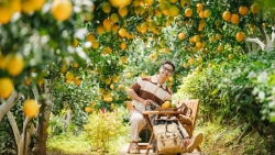 Cam rốn chín vàng trên triền đồi Mộc Châu, hút khách tới 'săn' ảnh