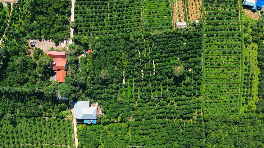 Cam rốn chín vàng trên triền đồi Mộc Châu, hút khách tới 'săn' ảnh