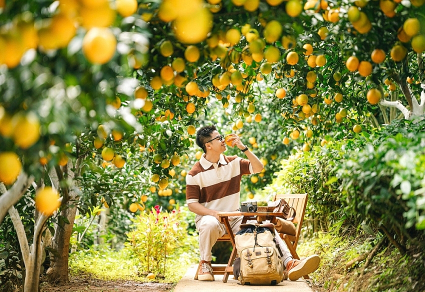 Cam rốn chín vàng trên triền đồi Mộc Châu, hút khách tới 'săn' ảnh