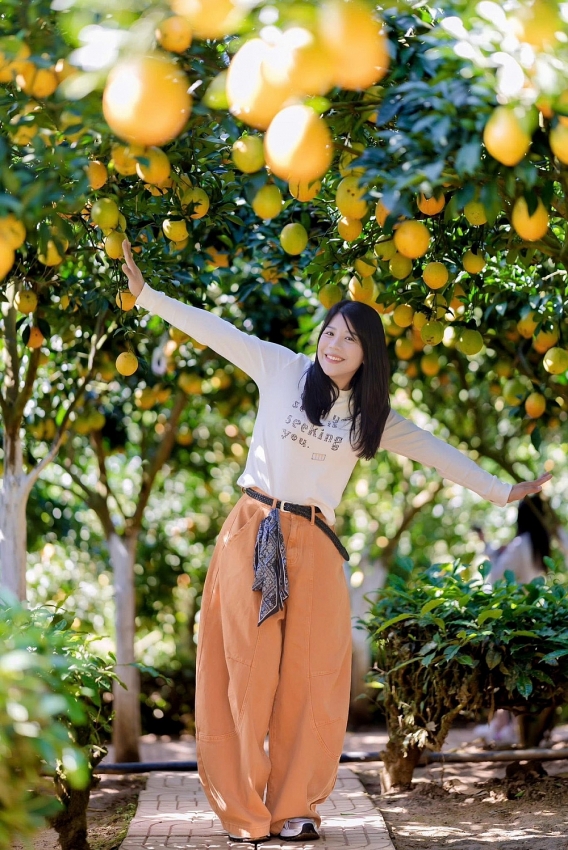 Cam rốn chín vàng trên triền đồi Mộc Châu, hút khách tới 'săn' ảnh
