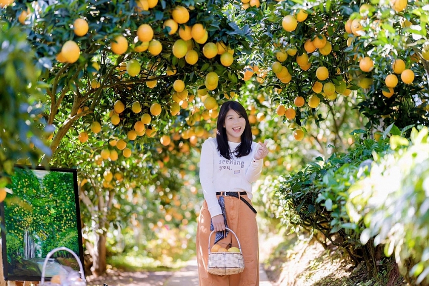 Cam rốn chín vàng trên triền đồi Mộc Châu, hút khách tới 'săn' ảnh