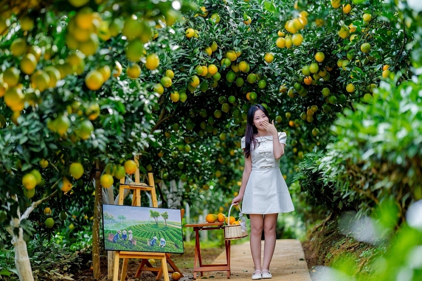 Cam rốn chín vàng trên triền đồi Mộc Châu, hút khách tới 'săn' ảnh