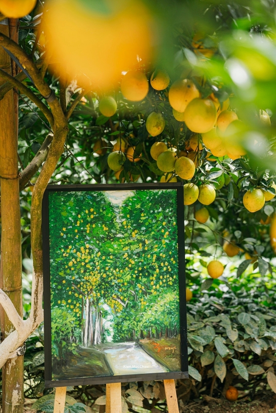 Cam rốn chín vàng trên triền đồi Mộc Châu, hút khách tới 'săn' ảnh