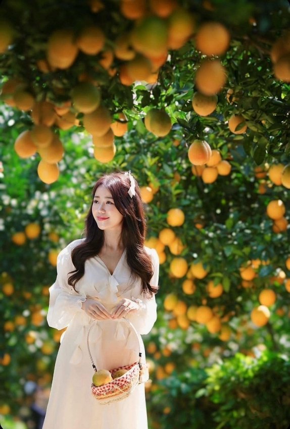 Cam rốn chín vàng trên triền đồi Mộc Châu, hút khách tới 'săn' ảnh