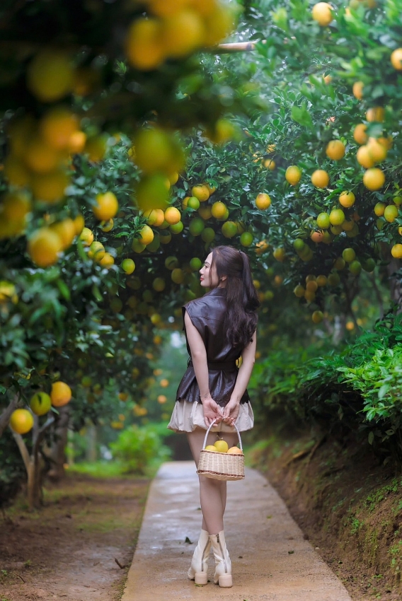 Cam rốn chín vàng trên triền đồi Mộc Châu, hút khách tới 'săn' ảnh