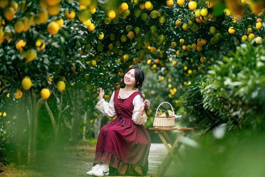 Cam rốn chín vàng trên triền đồi Mộc Châu, hút khách tới 'săn' ảnh