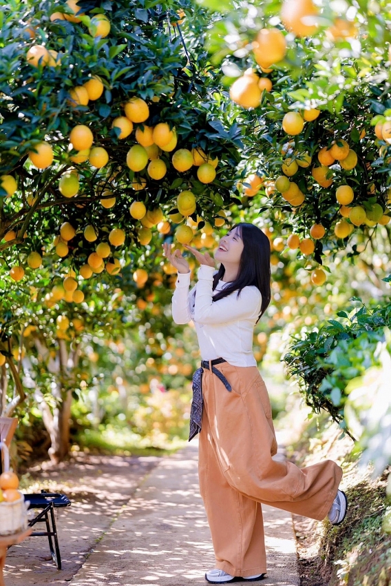 Cam rốn chín vàng trên triền đồi Mộc Châu, hút khách tới 'săn' ảnh
