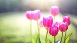 Tử vi tuần mới (1-7/12/2025): Tuổi Mão tin vui cát lành, tuổi Dần công danh khởi phát