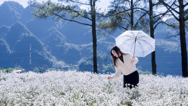 Mộc Châu khoác sắc trắng cúc họa mi, hút khách mê chụp ảnh
