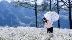 Mộc Châu khoác sắc trắng cúc họa mi, hút khách mê chụp ảnh