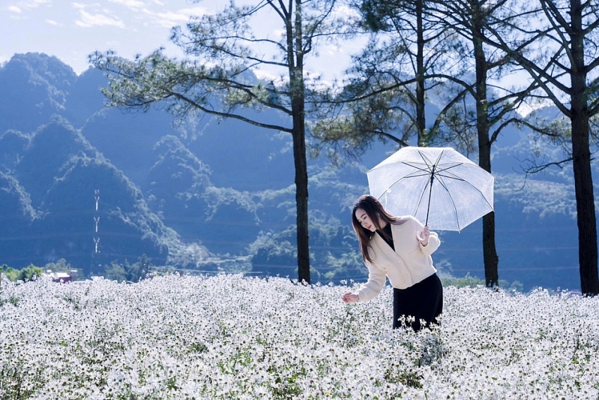 Mộc Châu khoác sắc trắng cúc họa mi, hút khách mê chụp ảnh