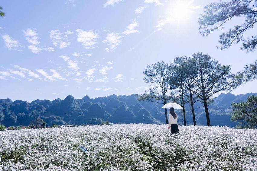 Mộc Châu khoác sắc trắng cúc họa mi, hút khách mê chụp ảnh