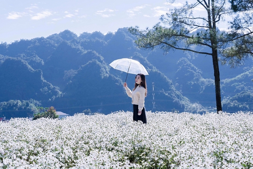 Mộc Châu khoác sắc trắng cúc họa mi, hút khách mê chụp ảnh