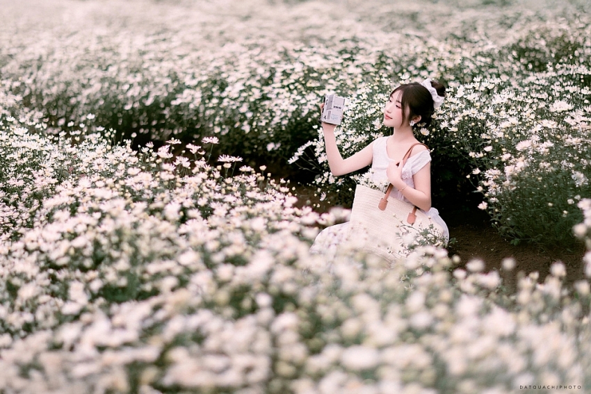 Mộc Châu khoác sắc trắng cúc họa mi, hút khách mê chụp ảnh